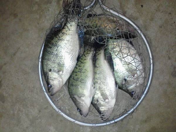 Name:  Ms. River Oxbow crappie (2).jpg
Views: 97
Size:  47.4 KB
