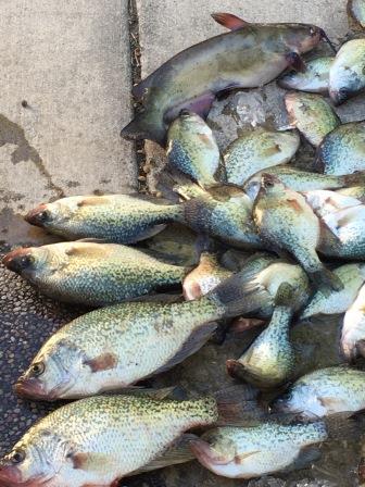Name:  Crappie Indian Valley.jpg
Views: 2228
Size:  40.1 KB