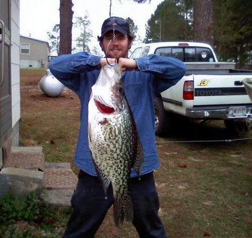 Name:  record-huge-crappie.jpg
Views: 3106
Size:  57.9 KB