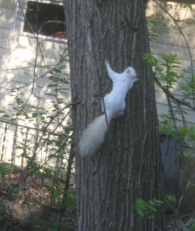Name:  Albino Squirrel.jpg
Views: 139
Size:  80.2 KB