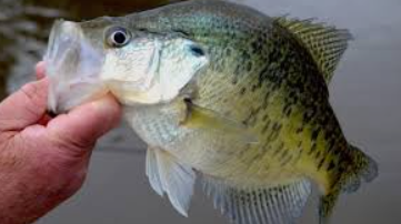 Click image for larger version. 

Name:	crappie.png 
Views:	187 
Size:	117.4 KB 
ID:	442777
