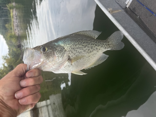 Name:  13 inch fish friday 9 14 (1).JPG
Views: 99
Size:  93.4 KB
