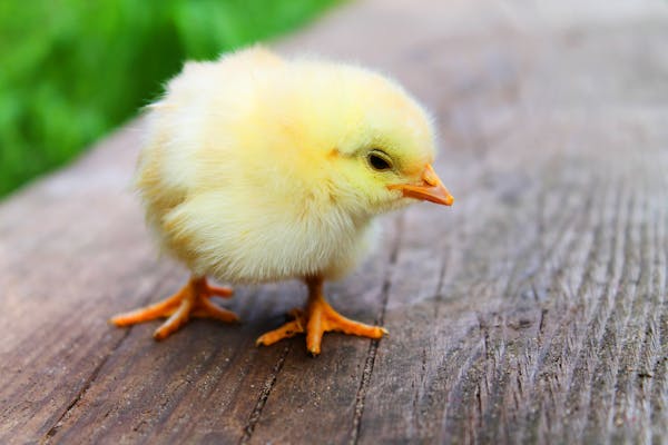 Name:  animal-easter-chick-chicken.jpg
Views: 60
Size:  26.8 KB