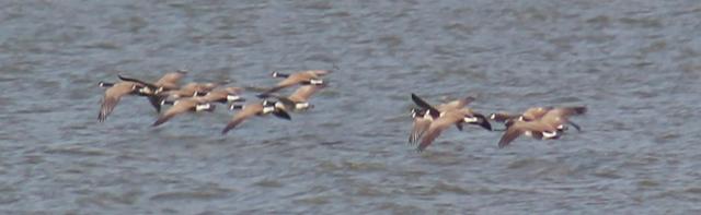 Name:  Geese flying.jpg
Views: 369
Size:  16.6 KB