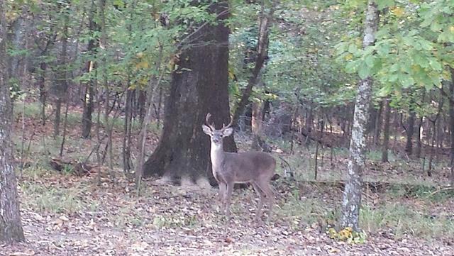 Name:  Deer 2.jpg
Views: 308
Size:  63.0 KB