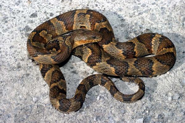 Name:  midland snake.jpg
Views: 68114
Size:  66.3 KB