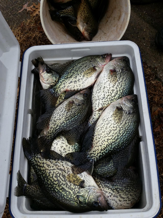 Name:  Crappie day 2.jpg
Views: 2098
Size:  124.1 KB
