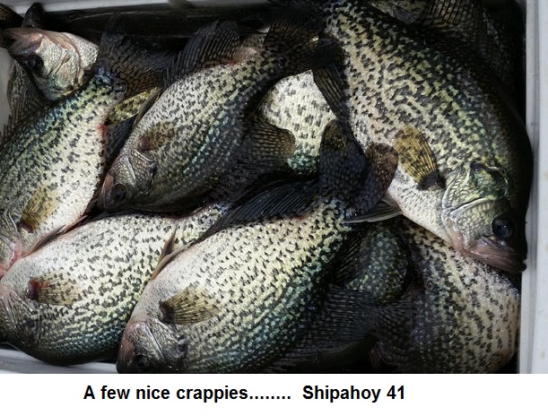 Name:  a Bunch of Crappie.jpg
Views: 279
Size:  142.8 KB