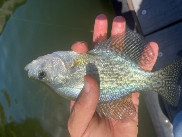 Name:  DS Crappie 2.jpg
Views: 211
Size:  60.3 KB