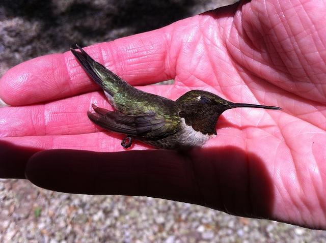 Name:  Ann with hummingbird.jpg
Views: 425
Size:  47.2 KB