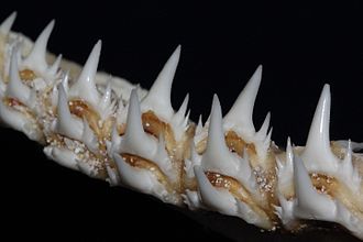 Name:  Sand shark teeth.JPG
Views: 218
Size:  14.2 KB