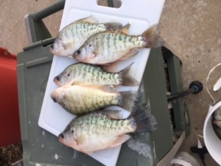 Name:  First Crappie in Champion.JPG
Views: 503
Size:  35.0 KB