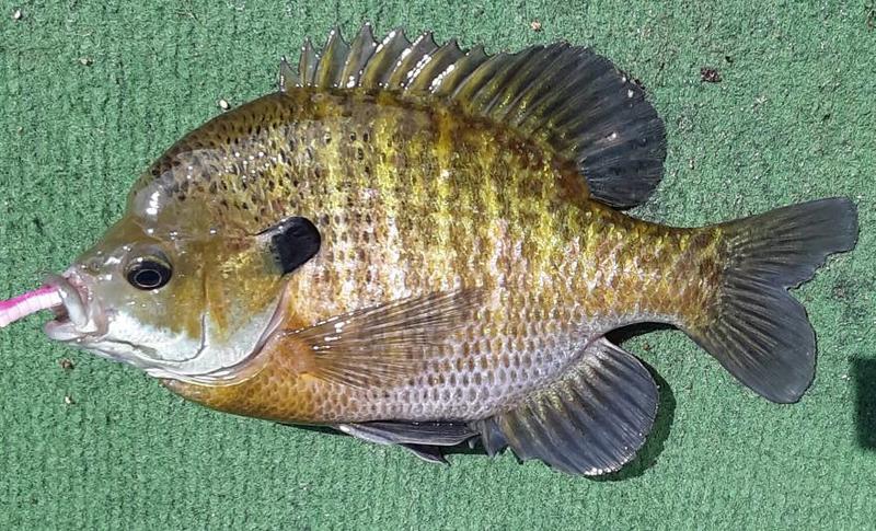 Favorite hook and/or jig head size for bluegill