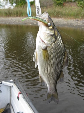 Name:  shad with paddle tail removed.jpg
Views: 184
Size:  46.7 KB