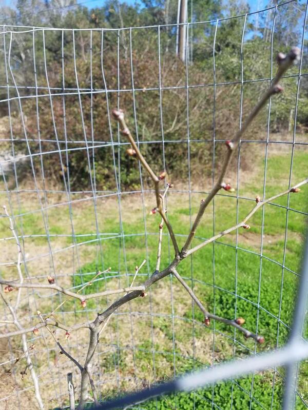 Name:  Surprise Mayhaw Buds Swelling.jpg
Views: 92
Size:  100.0 KB