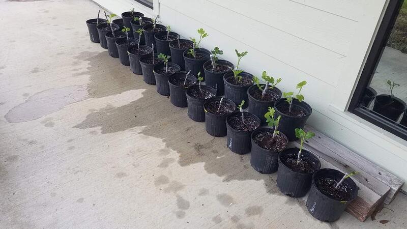 Name:  Potted 25 Rooted Fig Cutting.jpg
Views: 75
Size:  54.7 KB