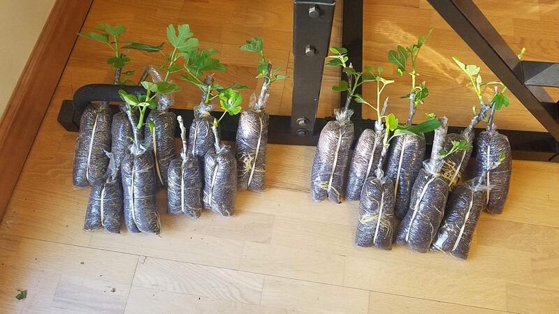 Name:  17 More Fig Trees Ready to Pot.jpg
Views: 84
Size:  70.9 KB