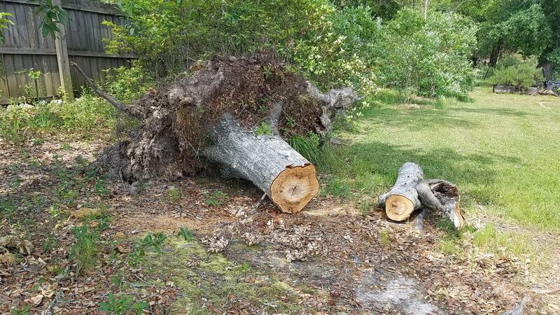 Name:  Tree Stump Twisted Out.jpg
Views: 49
Size:  128.4 KB