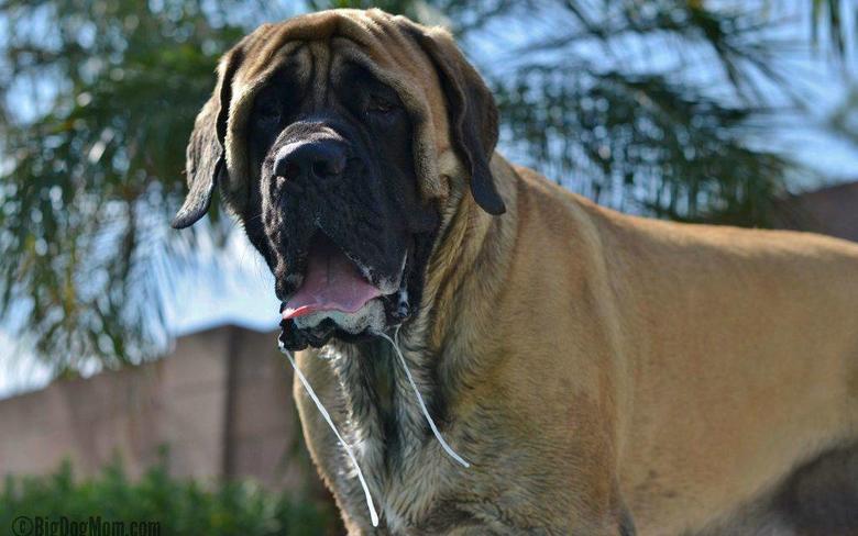 Name:  Big-Dog-Sulley-Mastiff-1024x640.jpg
Views: 230
Size:  53.5 KB