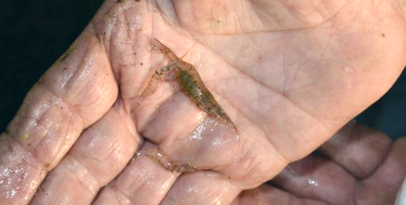 Name:  grass shrimp.png
Views: 1051
Size:  731.5 KB