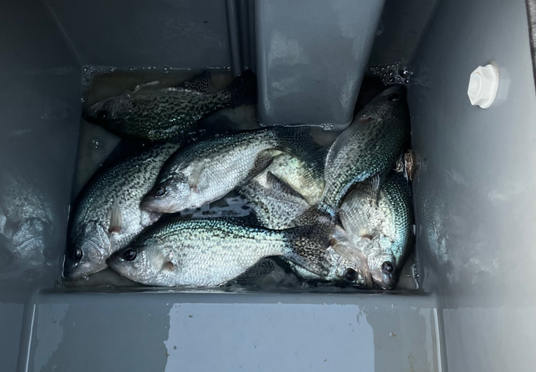 Name:  crappie 111223.png
Views: 317
Size:  538.8 KB