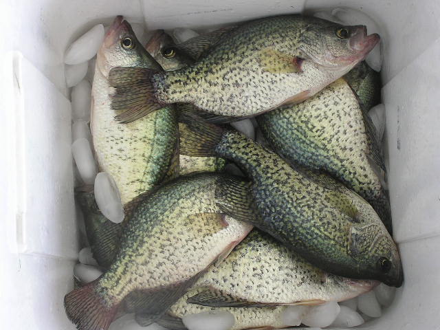 Name:  Ft.GibsonCrappie.JPG
Views: 2652
Size:  73.7 KB