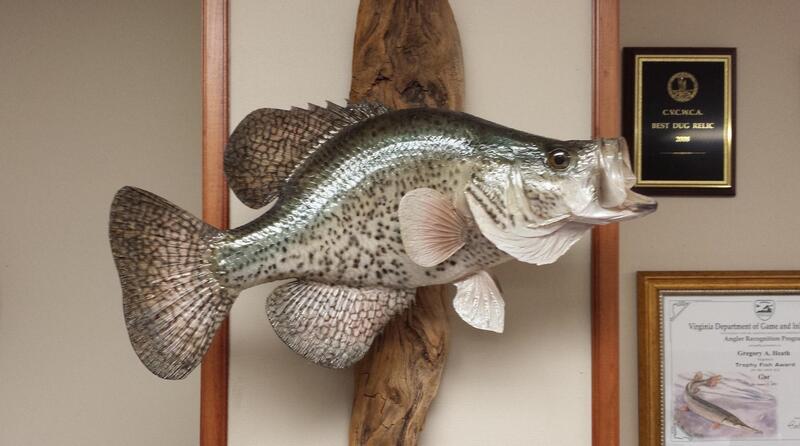 Name:  cropped crappie.jpg
Views: 215
Size:  45.4 KB