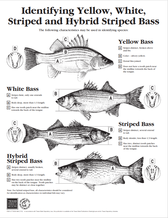 Name:  white bass ID.PNG
Views: 1129
Size:  231.5 KB